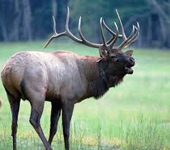 Elk hunts on horseback in wyoming